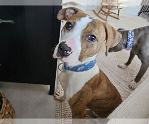 Bullboxer Pit Dogs for adoption in Princeton, MN, USA