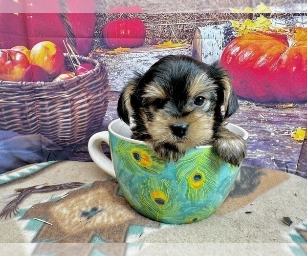 Medium Photo #1 Morkie Puppy For Sale in CASSVILLE, MO, USA