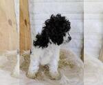 Small Photo #5 Cocker Spaniel-Poodle (Miniature) Mix Puppy For Sale in FREDERICKSBG, OH, USA