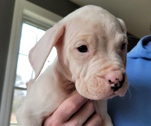 Dogo Argentino Puppy for sale in AMHERST, MA, USA