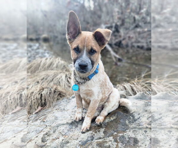 Medium Photo #1 Mutt Puppy For Sale in Paso Robles, CA, USA