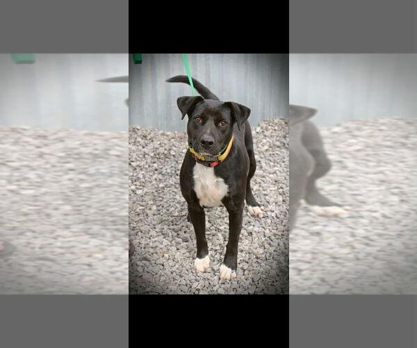 Medium Photo #3 Boxador Puppy For Sale in garner, NC, USA