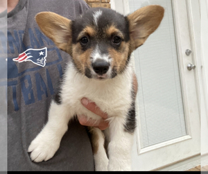 Pembroke Welsh Corgi Puppy for Sale in LEITCHFIELD, Kentucky USA