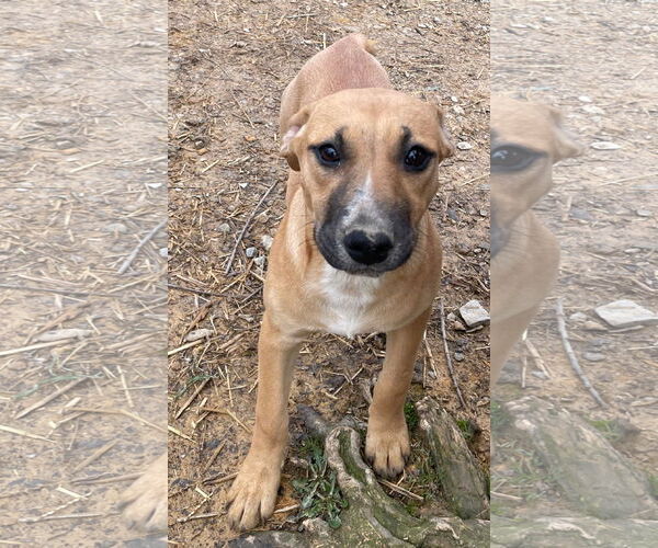 Medium Photo #3 American Staffordshire Terrier-Unknown Mix Puppy For Sale in Tracy City, TN, USA