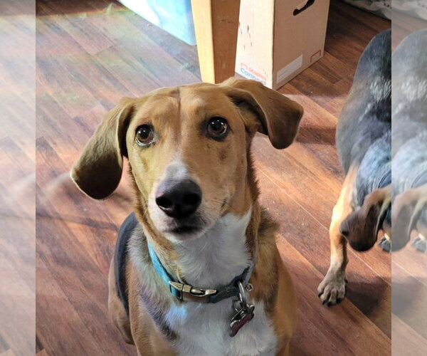 Medium Photo #7 Beagle-Unknown Mix Puppy For Sale in Las Vegas, NV, USA