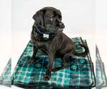 Small #5 Labrador Retriever-Pug Mix