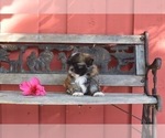 Small Photo #11 Shih Tzu Puppy For Sale in HAYWARD, CA, USA