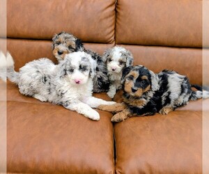 Bernedoodle Puppy for sale in LAKE ZURICH, IL, USA