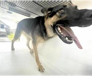 German Shepherd Dog Dogs for adoption in Houston, TX, USA