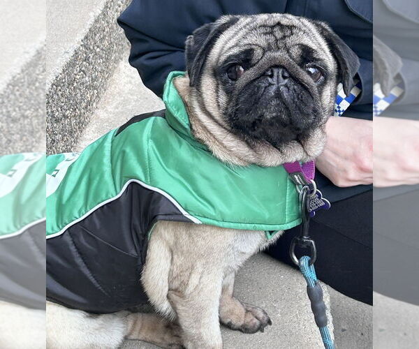 Medium Photo #2 Pug Puppy For Sale in Oak Bluffs, MA, USA