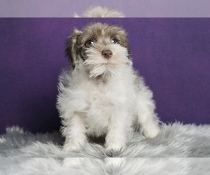 Schnauzer (Miniature) Puppy for sale in WARSAW, IN, USA