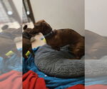 Small #2 Dachshund