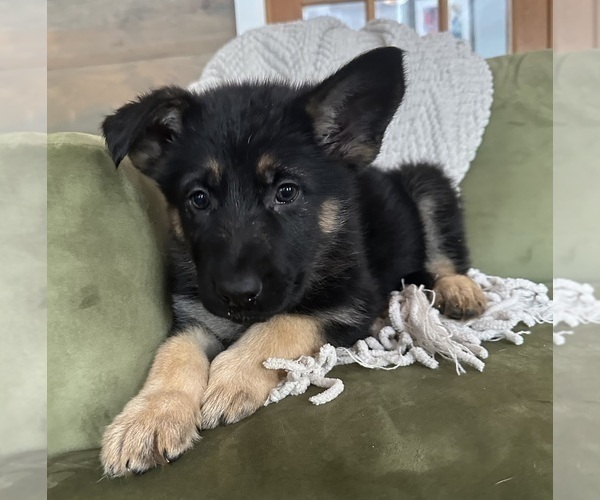 Medium Photo #5 German Shepherd Dog Puppy For Sale in PERKINSVILLE, VT, USA