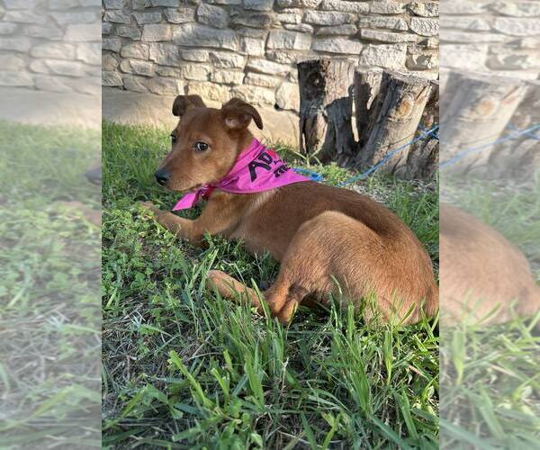 Medium Photo #4 Mutt Puppy For Sale in FRAMINGHAM, MA, USA