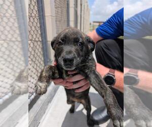 Dutch Shepherd -Unknown Mix Dogs for adoption in Corpus Christi, TX, USA