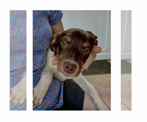 Medium Photo #4 Doxle Puppy For Sale in Mooresville, NC, USA