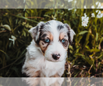 Small Australian Shepherd