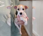 Small #1 Jack-Rat Terrier
