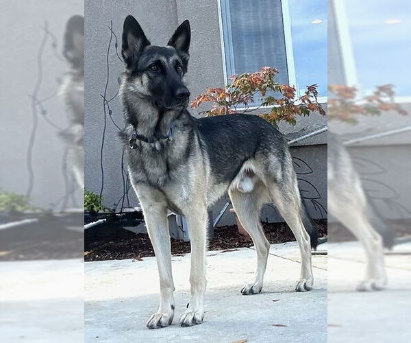 Medium Photo #6 German Shepherd Dog Puppy For Sale in Modesto, CA, USA