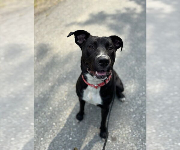 Medium Photo #5 American Pit Bull Terrier-Labrador Retriever Mix Puppy For Sale in Brewster, NY, USA