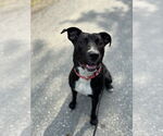 Small Photo #5 American Pit Bull Terrier-Labrador Retriever Mix Puppy For Sale in Brewster, NY, USA