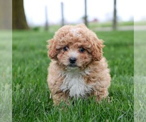 Cavapoo Puppy for sale in ARTHUR, IL, USA