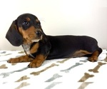 Small #1 Dachshund