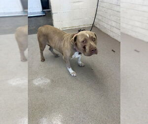 Medium American Pit Bull Terrier