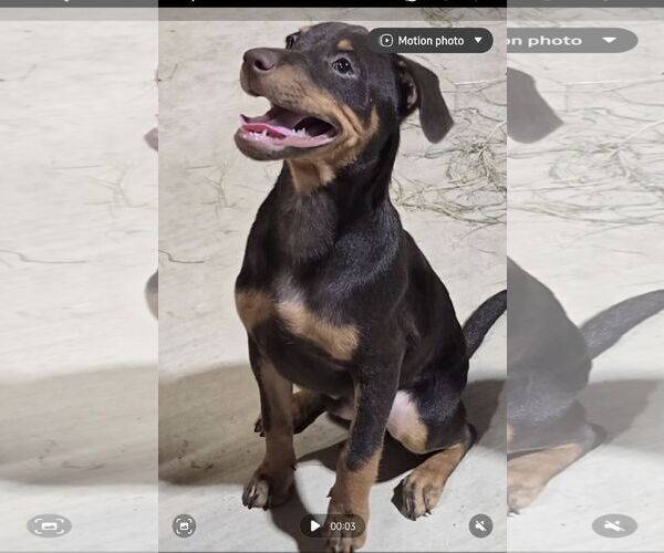 Medium Photo #5 Mutt Puppy For Sale in McKinney, TX, USA