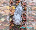 Small #3 Catahoula Leopard Dog