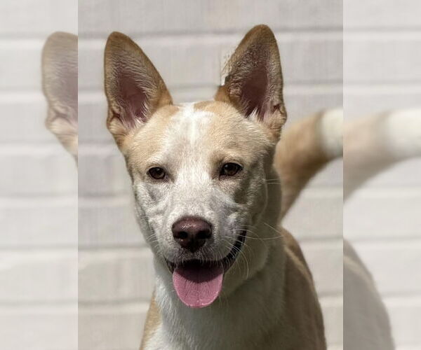Medium Photo #1 Mutt Puppy For Sale in Canton, CT, USA