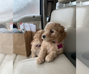 Goldendoodle Puppy for sale in SHELL LAKE, WI, USA
