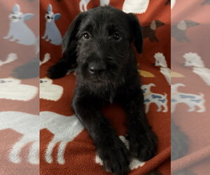Labrador Retriever-Unknown Mix Dogs for adoption in The Woodlands, TX, USA