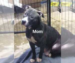 Mother of the American Pit Bull Terrier puppies born on 06/05/2021