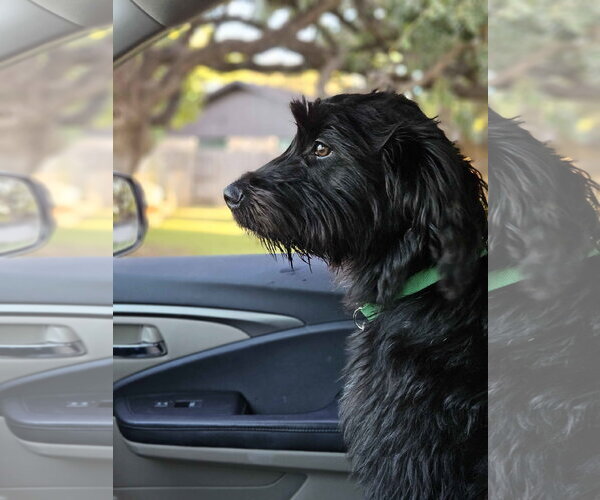Medium Photo #4 Mutt Puppy For Sale in Fort Worth, TX, USA
