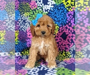 Cock-A-Poo Puppy for sale in CHRISTIANA, PA, USA