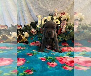 Great Dane Puppy for sale in LIVINGSTON, CA, USA