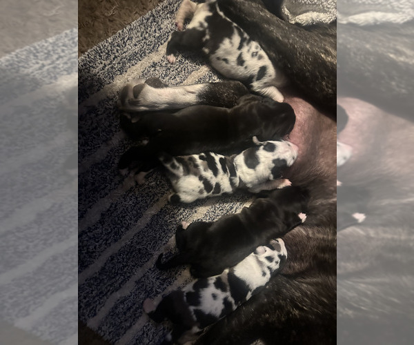 Medium Photo #1 Daniff-Great Dane Mix Puppy For Sale in BOISE, ID, USA