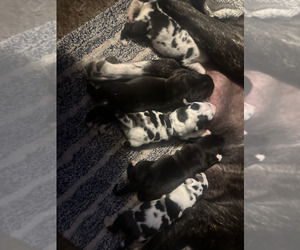 Daniff-Great Dane Mix Puppy for sale in BOISE, ID, USA