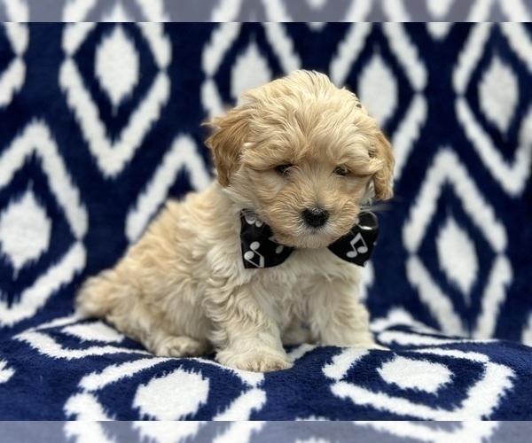 Medium Photo #8 Poovanese Puppy For Sale in LAKELAND, FL, USA