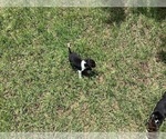 Small Photo #18 Beagle Puppy For Sale in COLDSPRING, TX, USA