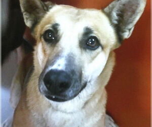 Mutt Dogs for adoption in Pampa, TX, USA