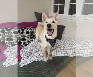 Mutt Dogs for adoption in Rockaway, NJ, USA