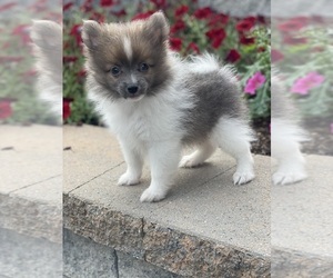 Pomeranian Puppy for sale in CANOGA, NY, USA
