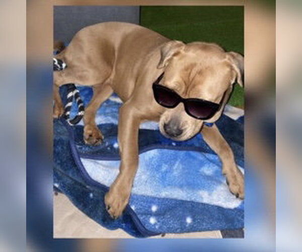Medium Photo #7 American Pit Bull Terrier-Unknown Mix Puppy For Sale in Oakhurst, NJ, USA