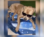 Small #6 American Pit Bull Terrier Mix