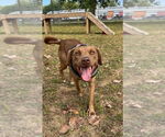 Small #9 Labrador Retriever Mix