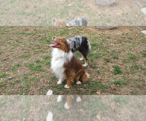 Father of the Australian Shepherd puppies born on 03/31/2024