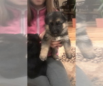 Small Photo #9 German Shepherd Dog Puppy For Sale in SACO, ME, USA