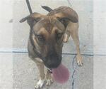Small German Shepherd Dog